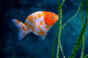 金魚の王様】らんちゅうの種類と飼育方法を紹介。 - Greeen Mercado